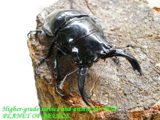 〇レギウス各ペア掲載しました＼(^o^)／