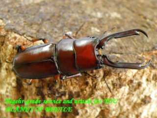 〇15日新着・中国ブリード＼(^o^)／