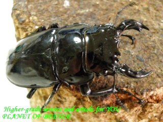 〇格安スタート！レギウス＼(^o^)／