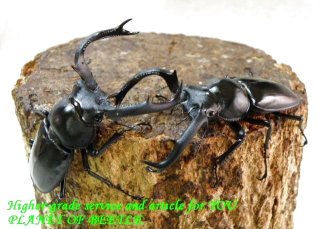 〇盈江フキヌキ＼(^o^)／