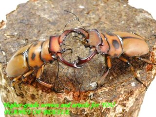 〇新着グラディアトール＼(^o^)／