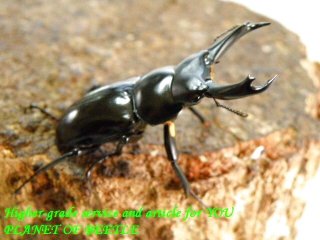 〇ポイント5倍最終日＼(^o^)／