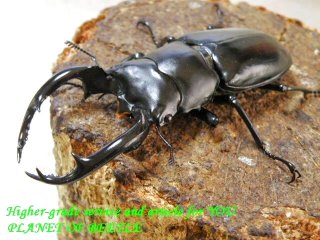 〇新着チベット＋週末はポイント5倍＼(^o^)／