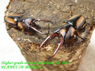 〇メリー+サバゲセット＼(^o^)／