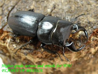 〇23日はポイント5倍＼(^o^)／