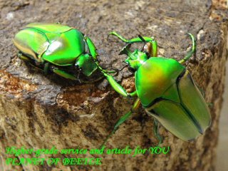 〇C.アウラタをトリオに＼(^o^)／