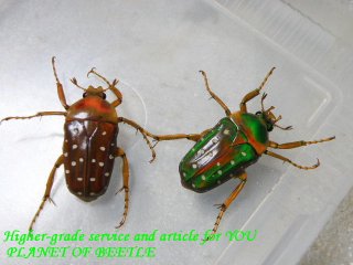 〇ポイント5倍最終日＼(^o^)／