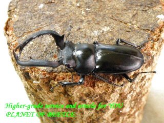 〇お買い得！盈江フキヌキサービスペア＼(^o^)／