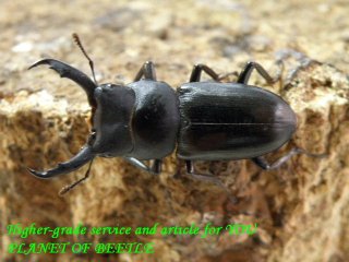 〇新着ドルクスリョフ＼(^o^)／