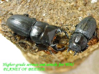 〇週末はポイント5倍＼(^o^)／