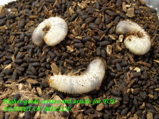 〇カショウスキィウェルナー幼虫セット＼(^o^)／