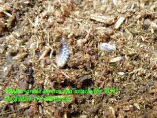 〇年内限定！ドミトリエヴィ幼虫＼(^o^)／