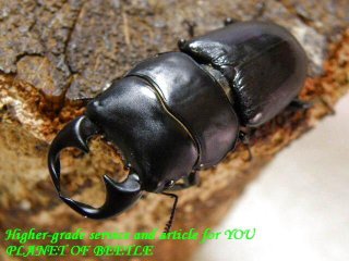 クワガタ カブトムシ レア種 飼育用品 通販専門店 PLANET OF BEETLE