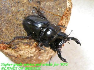 クワガタ カブトムシ レア種 飼育用品 通販専門店 PLANET OF BEETLE