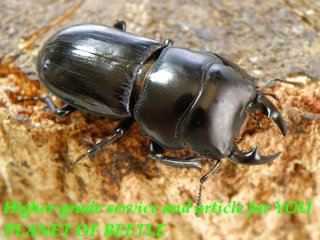 〇雅安産ドルクス カツラ＼(^o^)／
