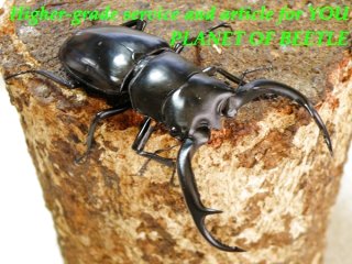 〇R.w.カズミを最新画像に＼(^o^)／