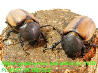 〇雲南E.グラキリコルニスを最新画像に＼(^o^)／