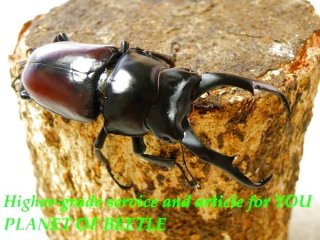 〇メトク・ドンキエルを最新画像に＼(^o^)／