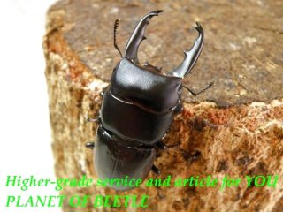 〇ポイント5倍最終日＼(^o^)／