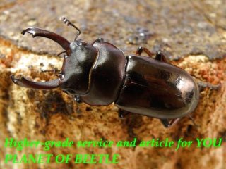 〇メトク産F.ヒマラヤ＼(^o^)／