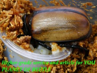 〇雲南E.グラキリコルニス＼(^o^)／