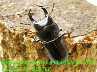 〇ポイント5倍最終日＼(^o^)／