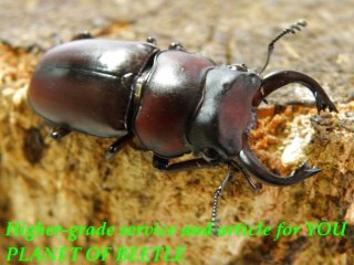 〇P.ファベール＼(^o^)／