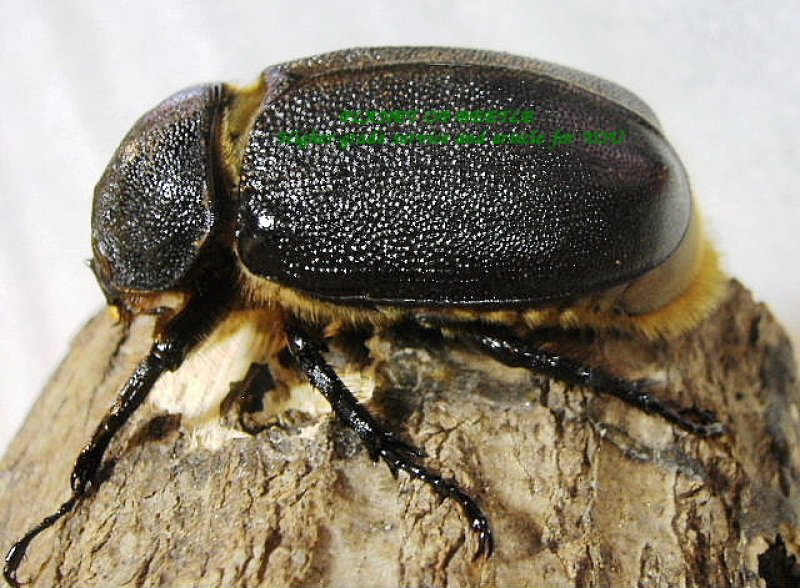 画像1: サタンオオカブトF1♂89mm♀64mmペア