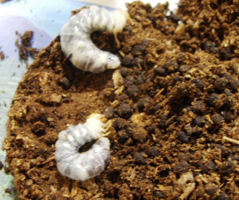 画像1: ニュージーランドオオズコツノF1幼虫3齢ペア