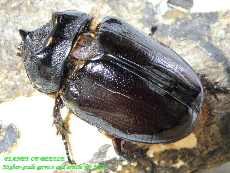 画像1: ミツノ最高峰・ケンタウルスミツノカブトF1ペア