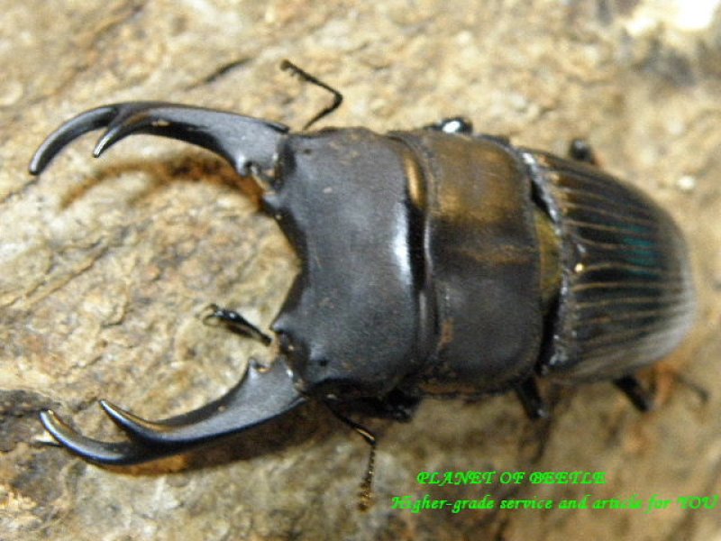 画像1: 7.20新着ミャンマー・ラビリスネブト特大♂52mmペア