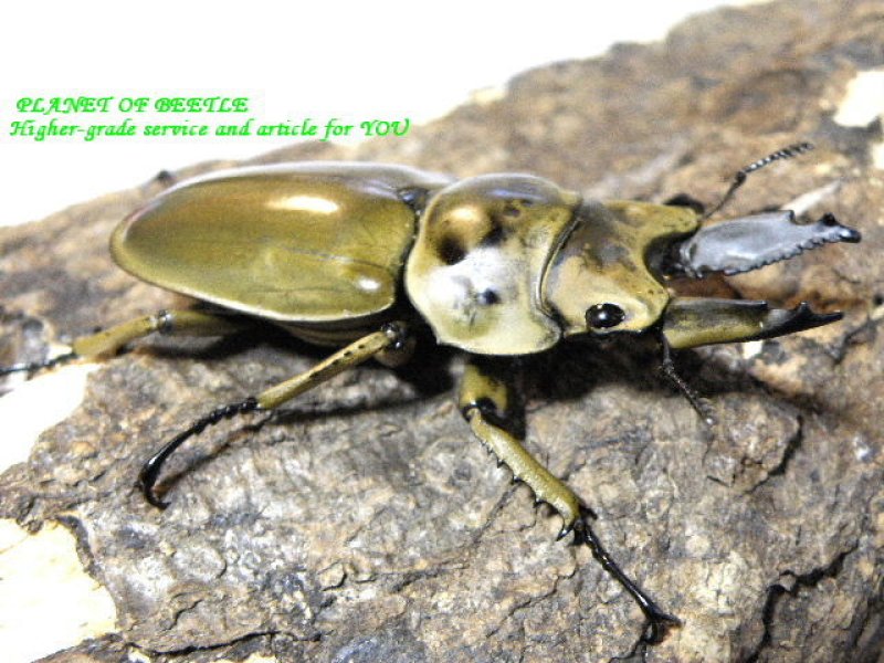 画像2: 激レア新着・天然カンチャナブリ産タイオウゴンオニ♂56mm♀39mmペア