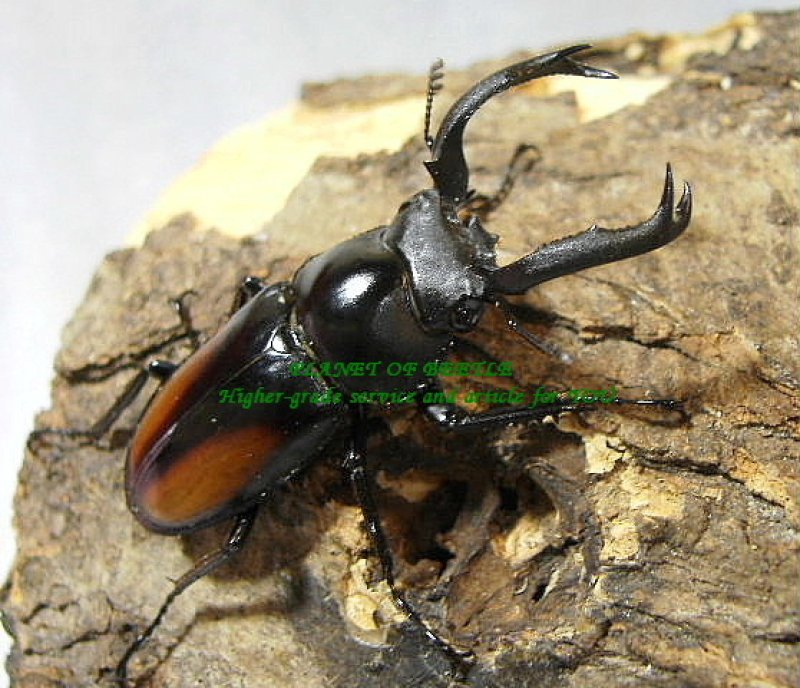 画像1: 6月新着・中央ベトナム産スペキオススシカsspペア