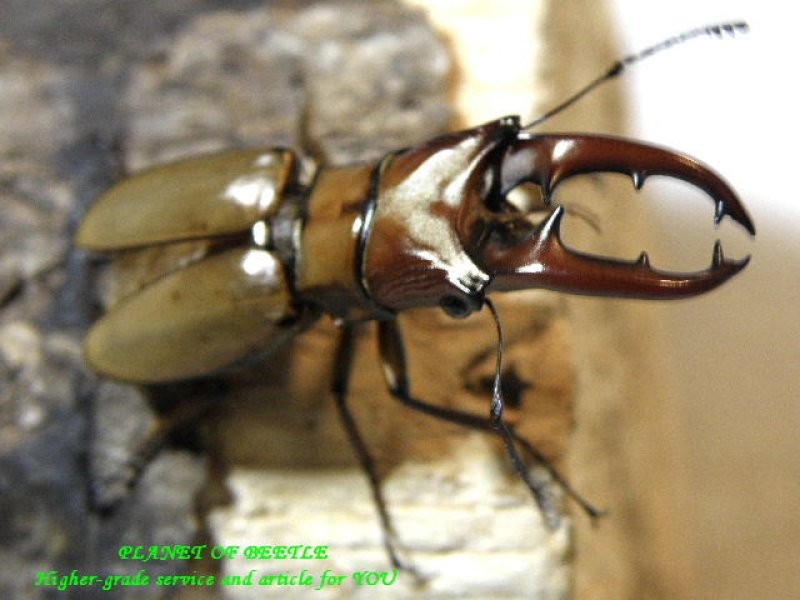 画像1: 8,13新着ミャンマー・アッサムエンシス♂33mmペア