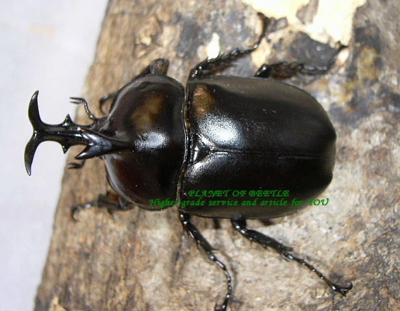 画像2: 6月新着ベトナム・幻のダヴィッドカブトペア