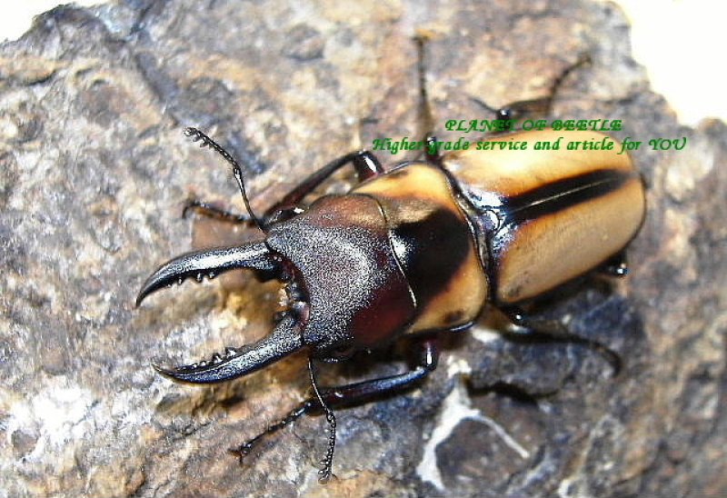 画像1: 2009年直入荷ラベル・超希少！エステーラノコギリF１幼虫ペア