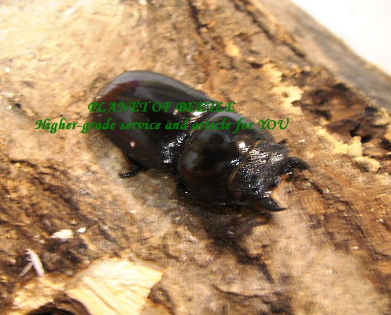 画像3: 天然パラワンオオヒラタペア