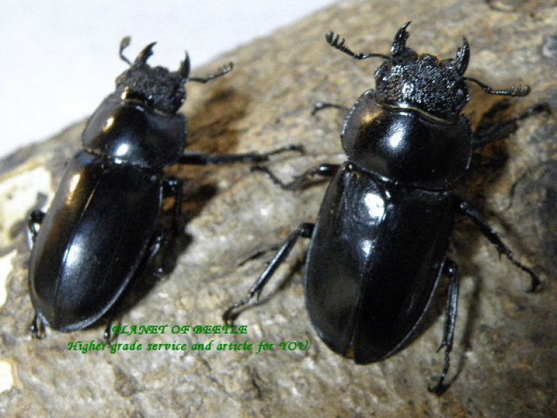 画像1: ディディエールシカF1♂58mm♀30mm♀32mmトリオ