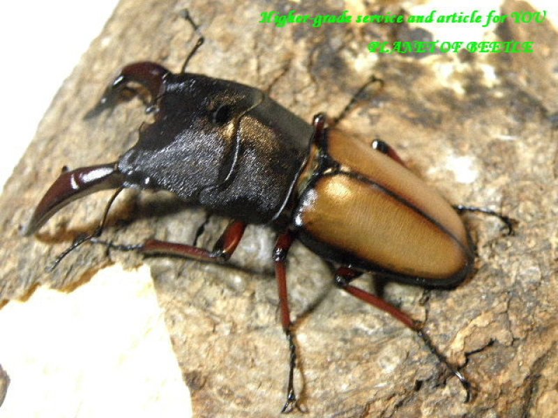 画像2: 新着タンザニア!天然エリザベスノコギリ♂64mm♀33mmペア