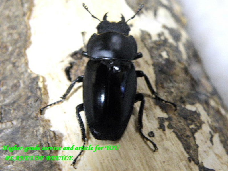 画像1: 新着中国！天然スピネウスノコギリ♂42mm♀22mm完品ペア