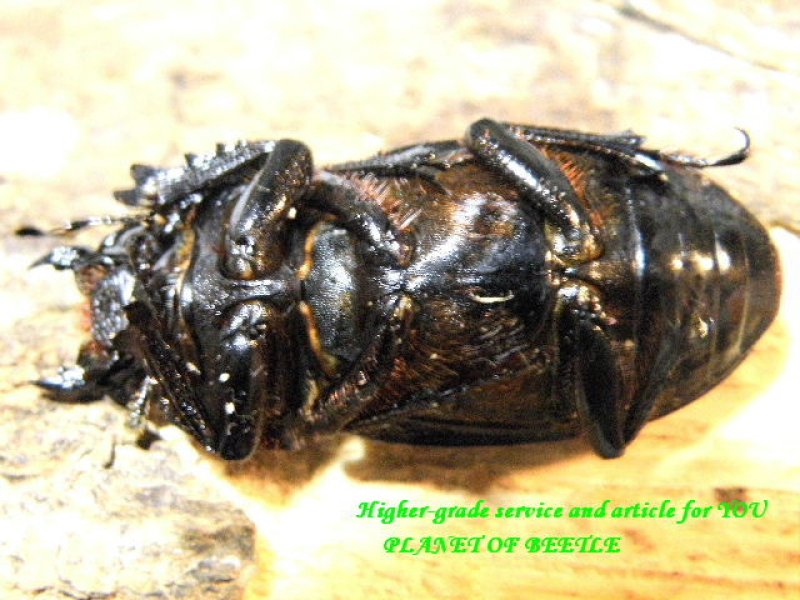 画像1: 特選越冬個体!天然アーチェルニセヒラタ♂61mm♀32mm完品ペア