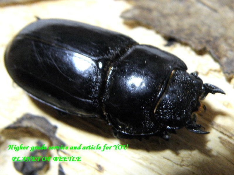 画像2: 特選越冬個体!天然アーチェルニセヒラタ♂61mm♀32mm完品ペア