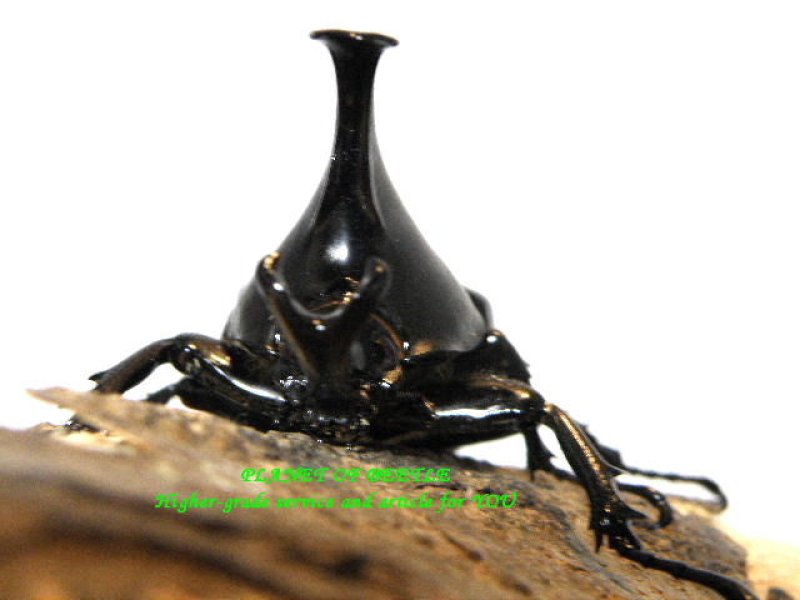 画像1: 8,20新着フィリピン・ルマウィヒメカブト♂46mm♀43mmペア