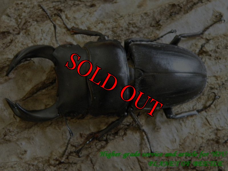 画像3: 希少天然・五指山ホーペオオクワ♂67mm♀30mmペア (3)