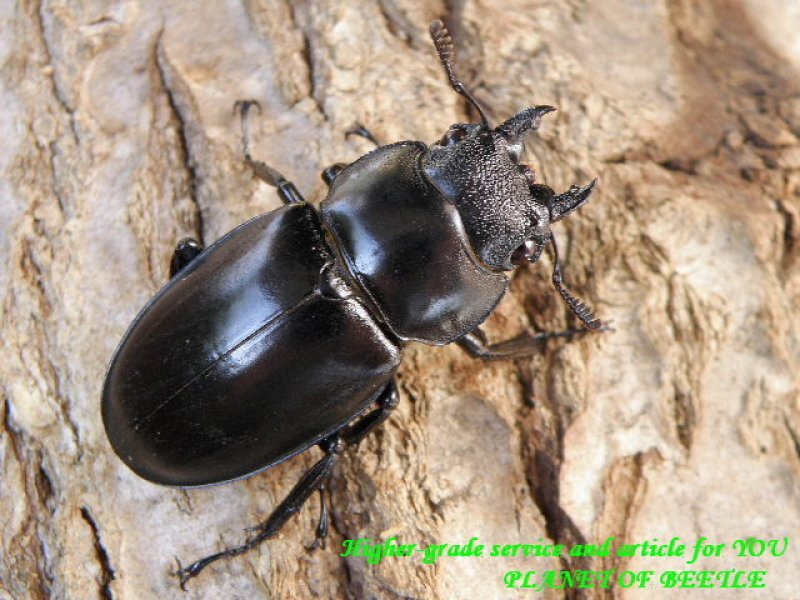 画像1: サービス品・中国大揺山産ツカモトフタマタ♂71mm♀38mmペア