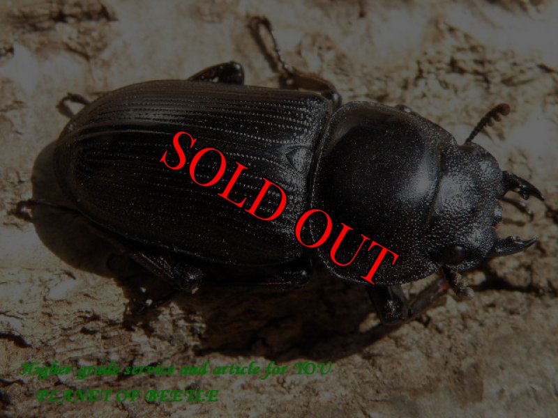 画像2: 希少天然・五指山ホーペオオクワ♂67mm♀30mmペア (2)