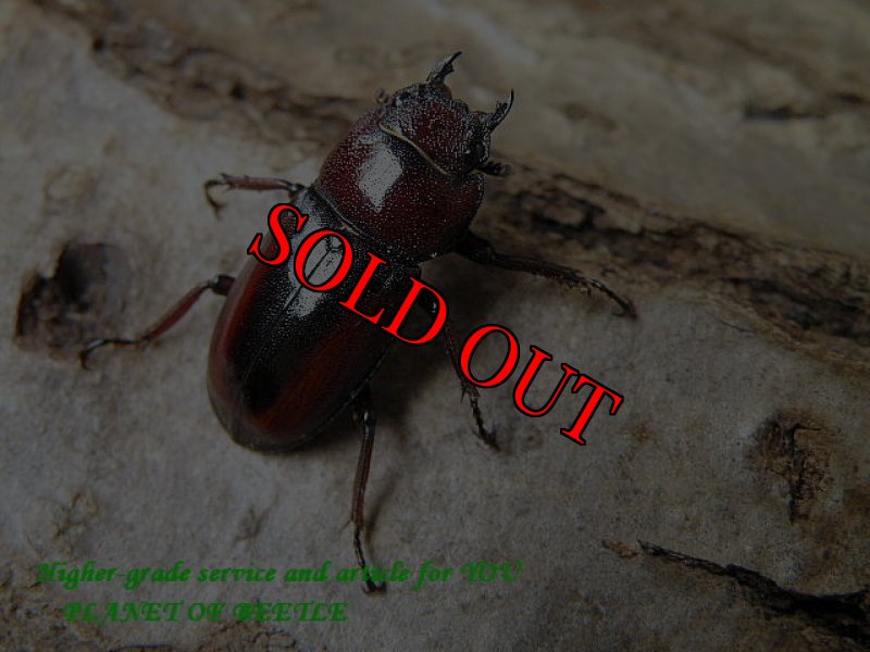 画像2: 超希少中国！Prosopocoilus sp.F1♂30mm♀21mm♀20mmトリオ (2)