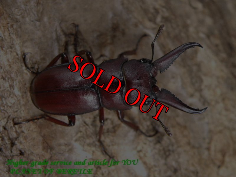 画像3: 超希少中国！Prosopocoilus sp.F1♀20mm完品(ペアリング済み) (3)