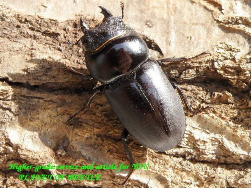 画像1: 希少パキスタン！スツラリスオオクワCB♂45mm♀36mm完品ペア