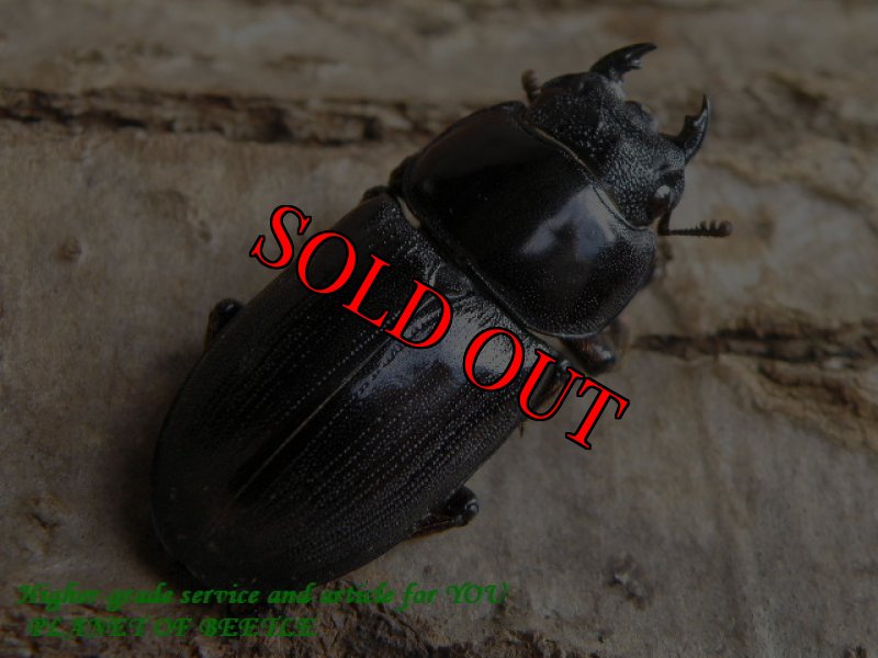 画像2: 台湾ツノボソオオクワ♂40mm♀33mm完品F2ペア (2)